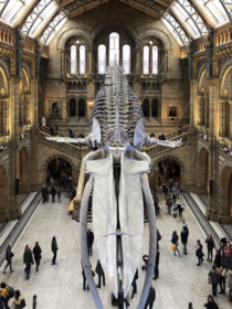 Hintze Hall Natural History Museum London