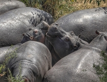 Hippos in Kenya OC  x 