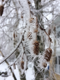 Hoar frost on a birch tree near Jefferson WI  