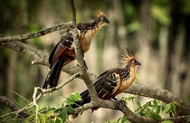 Hoatzin also known as stinkbird 