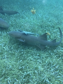 Hol Chan marine reserve off the coast of San Pedro has very friendly nurse sharks from decades of local fisherman cleaning their daily catch here