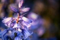 Holland has more than just Tulips the Hyacinthoides non-scripta bluebell 
