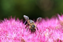 Honey Bee In A Fairy Field 