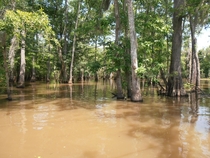 Honey Island Swamp Louisiana 