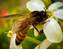 Honeybee doing its thing 