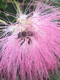 Honeybee in pink powderpuff flower OC