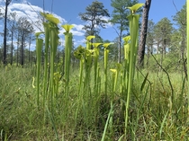 Hooded Pitcher Plants Sarracenia Minor I found along a hike yesterday 