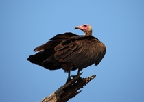Hooded Vulture Basking In The Sun - Kruger Park South Africa 