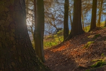 Hope Valley Peak District United Kingdom - Fallen tree by the lake OC x