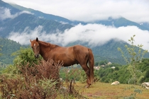Horse in the clouds Georgia Svaneti   