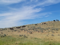 Horses running down hill at Little Bighorn Battlefield National Monument 