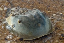 Horseshoe Crabs - rLivingFossils 