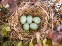 House Finch Nest - Five future nestlings dreaming of flight 