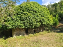 House in the Italian countryside abandoned in the s to work in the city A tree has grown inside