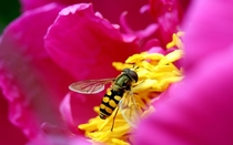 hoverfly 