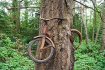 How about a bike in a tree