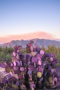 How can you not love the Purple Prickly Pear Cactus Tucson AZ USA  x
