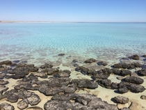 How first life colonised the land Hamelin Pool stromatolites in Western Australia 