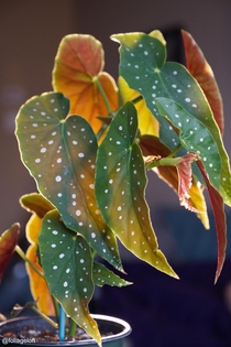 How the light shines through this Begonia Maculata