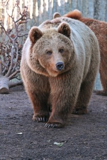 Huge Brown Bear in Russia 