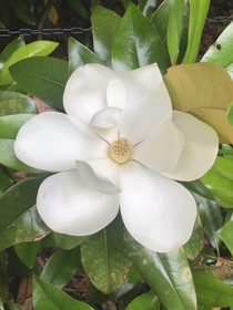 Huge magnolia flower