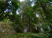 Humboldt Redwoods CA 