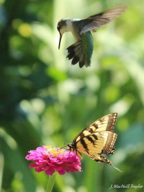 Hummingbird and Butterfly 
