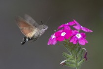 Hummingbird Hawk-moth Macroglossum stellatarum 