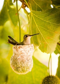 Hummingbird on nest 