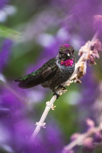 Hummingbird Photo credit to Joshua Wilking