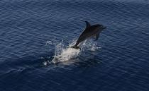 Humpback Dolphin 
