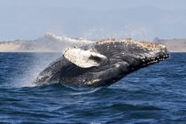 Humpback whale breaches Monterey Photo credit to Mike Doherty