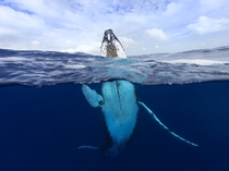 Humpback whale Megaptera novaeangliae Craig Parry 