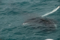 Humpback whale surface feeding Megaptera novaeangliae 