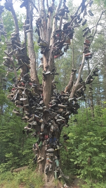 Hundreds of old shoes strung over an aged dead tree Took this on a road trip in ON Canada 