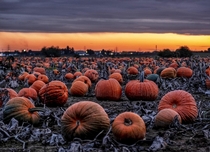 Hundreds of pumpkins lie on a field near Frankfurt Germany after sunset on Wednesday October   The autumn vegetable heralds the approach of halloween MP
