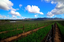 Hunter Valley wine region - Australia 