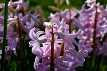 Hyacinth House - there is a ring around my property of similarly blooming plants PNW
