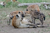 Hyena stare down Photo credit to Glen Carrie