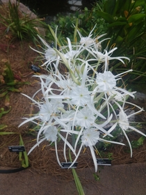 Hymenocallis choctowensis the rare threatened Choctaw spider lily grown from wild material up to  ft tall