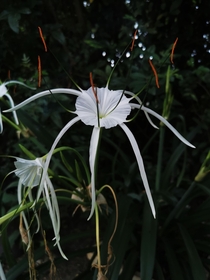 Hymenocallis Littoralis Spider Lily South Africa 