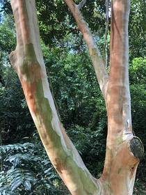 I always thought the rainbow eucalyptus was too flamboyant for my tastes Its cousin the Pelawan   is a personal favourite with its subtle and harmonious colours 