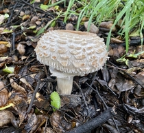 I came across this beauty the other morning It is huge Got it identified over at ShroomID Its a Shaggy Parosol Chlorophyllum rhacodes