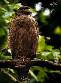 I came across this mighty Serpent Eagle while exploring the forest