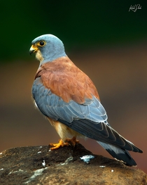 I came across this RARE migratory Falcon while exploring a grassland in my city What a beautiful bird