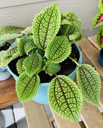 I cant stop admiring this amazing Pilea I recently found