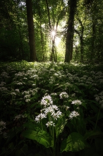 I finally found a nice wild garlic spot this year Very lucky with the light that hit only the foreground Switzerland Canton of Fribourg 