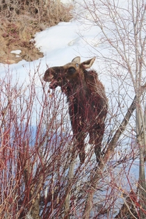 I found a moose