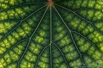 I found this interesting looking caesarweed Urena lobata leaf recently 