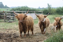 I got to meet these three beautiful Highland Cattle Bos taurus when I visited Denmark 